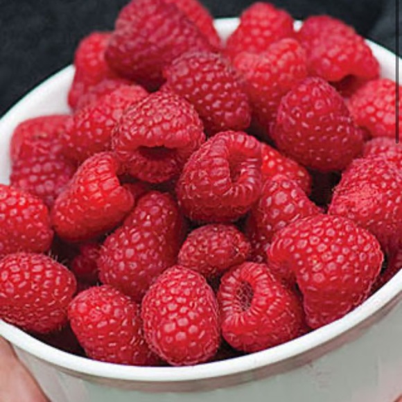 Meet your Posher, Ruby - Picture 1 of 1